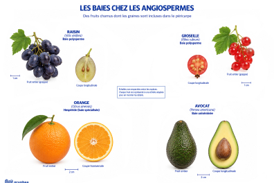 Les baies chez les Angiospermes - planche 1